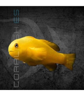 Gobiodon okinawae M | Gobio Amarillo