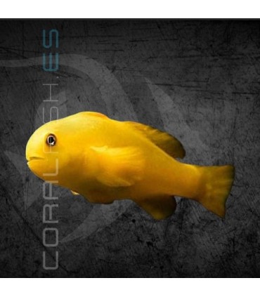 Gobiodon okinawae M | Gobio Amarillo