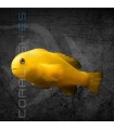 Gobiodon okinawae M | Gobio Amarillo