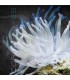 Condylactis spp. L | Anémona del Caribe