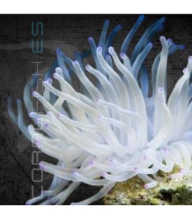 Condylactis spp. L | Anémona del Caribe