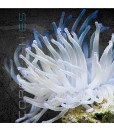 Condylactis spp. L | Anémona del Caribe