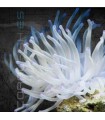 Condylactis spp. L | Anémona del Caribe