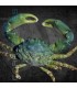 Mithraculus sculptus M | Cangrejo Esmeralda Mithrax