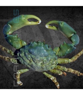 Mithraculus sculptus M | Cangrejo Esmeralda Mithrax