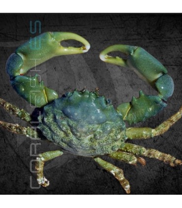 Mithraculus sculptus M | Cangrejo Esmeralda Mithrax