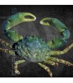 Mithraculus sculptus M | Cangrejo Esmeralda Mithrax
