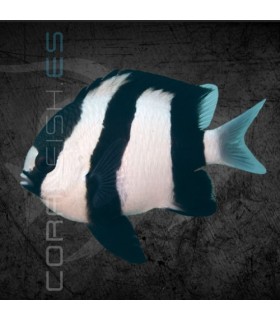 Dascyllus aruanus S | Damisela de Tres Rayas