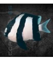 Dascyllus aruanus S | Damisela de Tres Rayas