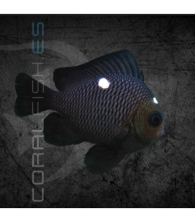 Dascyllus trimaculatus S | Damisela Dominó