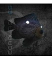 Dascyllus trimaculatus S | Damisela Dominó