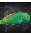 Gobiodon histrio M | Gobio Azul