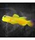 Cryptocentrus cinctus M | Gobio Centinela Amarillo
