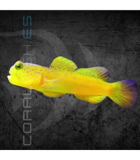 Cryptocentrus cinctus M | Gobio Centinela Amarillo