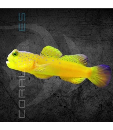 Cryptocentrus cinctus M | Gobio Centinela Amarillo