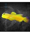 Cryptocentrus cinctus M | Gobio Centinela Amarillo