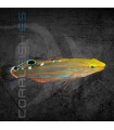 Koumansetta rainfordi M | Gobio de Rainford