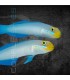 Valenciennea strigata S | Gobio de Mejillas Azules