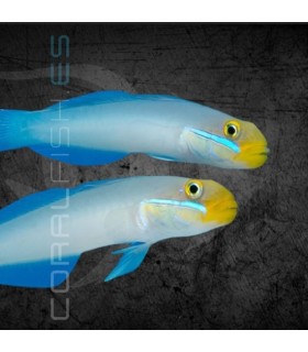 Valenciennea strigata S | Gobio de Mejillas Azules