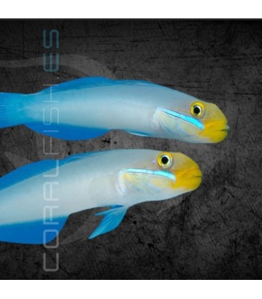 Valenciennea strigata S | Gobio de Mejillas Azules