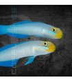 Valenciennea strigata S | Gobio de Mejillas Azules