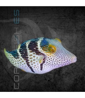 Canthigaster valentini S | Pez Globo Toby Rayado