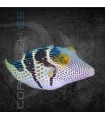 Canthigaster valentini S |  Pez Globo Toby Rayado