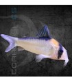 Corydora de Adolfo 2.5-3 cm | Corydoras adolfoi