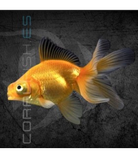 Telescópico Naranja 4-5 cm | Carassius auratus