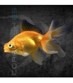 Telescópico Naranja 4-5 cm | Carassius auratus