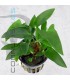 Anubias gracilis | Maceta de 5 cm