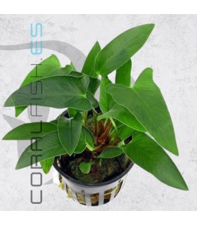 Anubias gracilis | Maceta de 5 cm