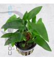 Anubias gracilis | Maceta de 5 cm