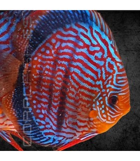 Pez Disco Vietnam Heckel 5-6 cm | Symphysodon aequifasciata