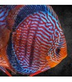 Pez Disco Vietnam Heckel 5-6 cm | Symphysodon aequifasciata