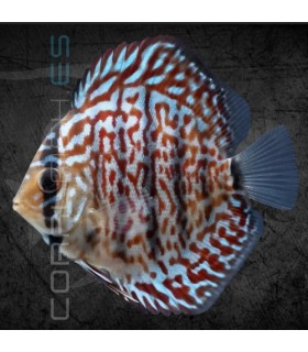 Pez Disco Vietnam Turquesa 5-6 cm | Symphysodon aequifasciata