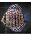 Pez Disco Vietnam Turquesa 5-6 cm | Symphysodon aequifasciata