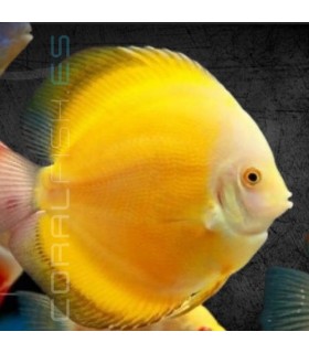 Pez Disco Yellow Melon 5-6 cm | Symphysodon aequifasciata
