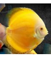 Pez Disco Yellow Melon 5-6 cm | Symphysodon aequifasciata