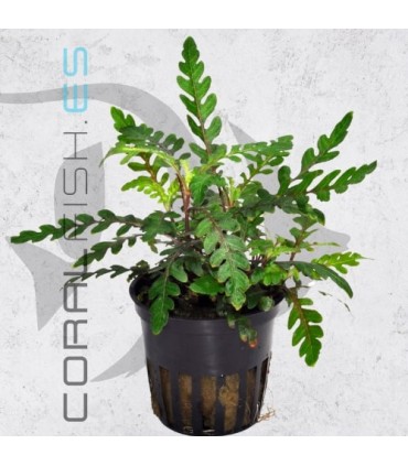 Hygrophila pinnatifida | Maceta de 5cm