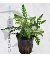 Hygrophila pinnatifida | Maceta de 5cm