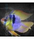 Ramirezi Azul Alemán Balón XL | Microgeophagus ramirezi