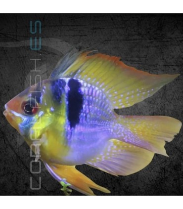 Ramirezi Azul Alemán Balón XL | Microgeophagus ramirezi