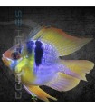 Ramirezi Azul Alemán Balón XL | Microgeophagus ramirezi
