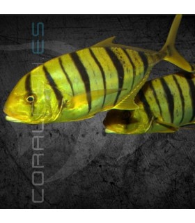 Gnathanodon speciosus M | Pez Piloto