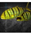 Gnathanodon speciosus M | Pez Piloto