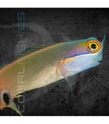 Ecsenius stigmatura M | Blenio Barra de Oro