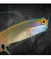 Ecsenius stigmatura M | Blenio Barra de Oro