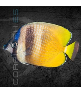 Chaetodon kleinii S | Pez Mariposa Sunburst