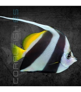 Heniochus acuminatus S | Pez Coral, Falso Ídolo Moro